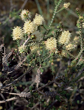 APII jpeg image of Melaleuca densa  © contact APII