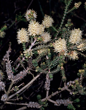 APII jpeg image of Melaleuca densa  © contact APII