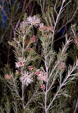 APII jpeg image of Melaleuca ericifolia  © contact APII