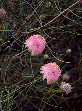 APII jpeg image of Melaleuca filifolia  © contact APII