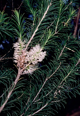 APII jpeg image of Melaleuca glomerata  © contact APII