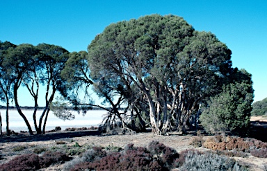 APII jpeg image of Melaleuca halmaturorum  © contact APII