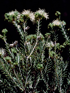 APII jpeg image of Melaleuca halmaturorum  © contact APII