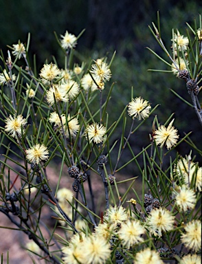 APII jpeg image of Melaleuca hamata  © contact APII