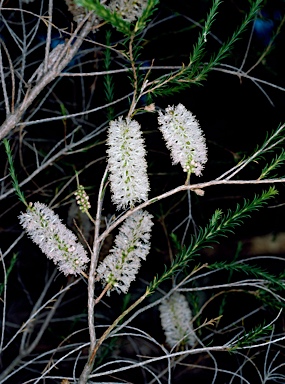 APII jpeg image of Melaleuca hamulosa  © contact APII