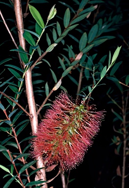 APII jpeg image of Melaleuca hypericifolia  © contact APII