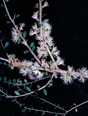 APII jpeg image of Melaleuca lateriflora  © contact APII