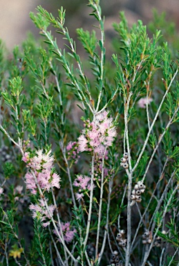 APII jpeg image of Melaleuca laxiflora x depauperata  © contact APII