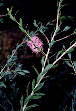 APII jpeg image of Melaleuca laxiflora  © contact APII