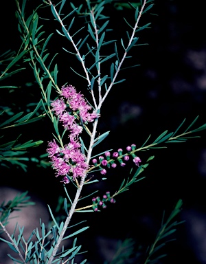 APII jpeg image of Melaleuca laxiflora  © contact APII