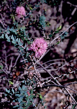 APII jpeg image of Melaleuca laxiflora  © contact APII