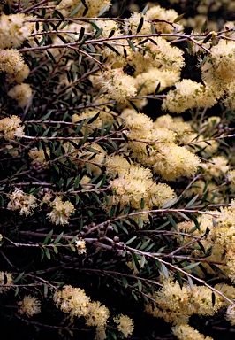 APII jpeg image of Melaleuca leiocarpa  © contact APII