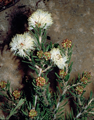 APII jpeg image of Melaleuca leiopyxis  © contact APII