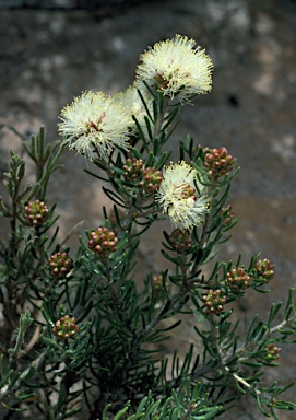 APII jpeg image of Melaleuca leiopyxis  © contact APII