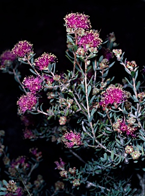 APII jpeg image of Melaleuca leptospermoides  © contact APII