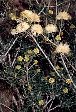 APII jpeg image of Melaleuca leuropoma  © contact APII