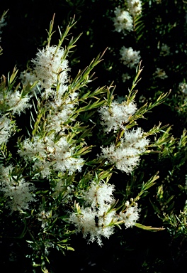 APII jpeg image of Melaleuca linariifolia  © contact APII