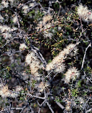 APII jpeg image of Melaleuca longistaminea  © contact APII