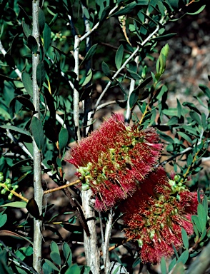 APII jpeg image of Melaleuca macronychia subsp. macronychia  © contact APII