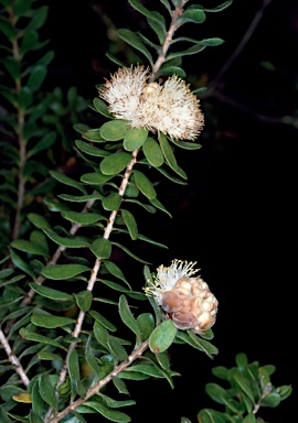 APII jpeg image of Melaleuca megacephala  © contact APII