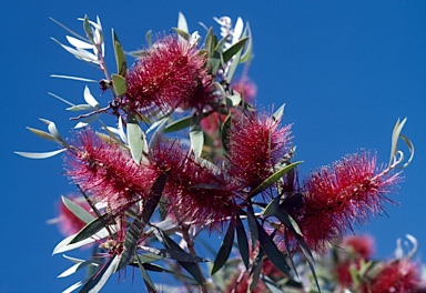 APII jpeg image of Melaleuca nervosa  © contact APII