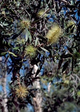 APII jpeg image of Melaleuca nervosa  © contact APII