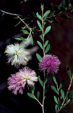 APII jpeg image of Melaleuca nesophila  © contact APII