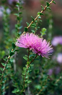 APII jpeg image of Melaleuca orbicularis  © contact APII