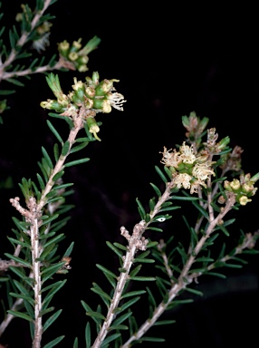 APII jpeg image of Melaleuca pauperiflora subsp. mutica  © contact APII