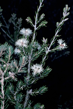 APII jpeg image of Melaleuca pauperiflora subsp. fastigiata  © contact APII