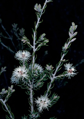 APII jpeg image of Melaleuca pauperiflora subsp. fastigiata  © contact APII