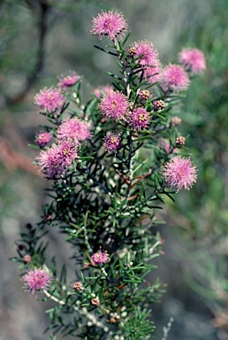 APII jpeg image of Melaleuca pentagona var. pentagona  © contact APII