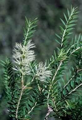 APII jpeg image of Melaleuca preissiana  © contact APII