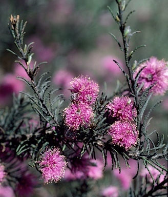 APII jpeg image of Melaleuca tinkeri  © contact APII