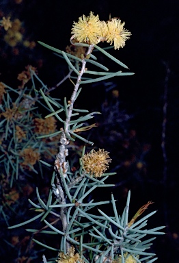 APII jpeg image of Melaleuca pungens  © contact APII