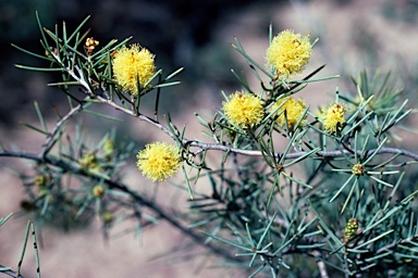 APII jpeg image of Melaleuca pungens  © contact APII