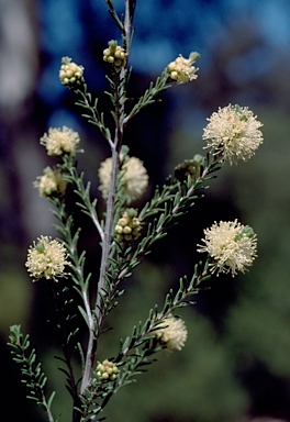 APII jpeg image of Melaleuca pustulata  © contact APII