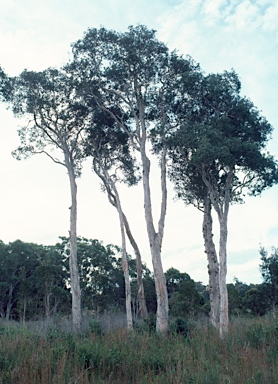 APII jpeg image of Melaleuca quinquenervia  © contact APII