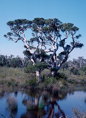 APII jpeg image of Melaleuca rhaphiophylla  © contact APII