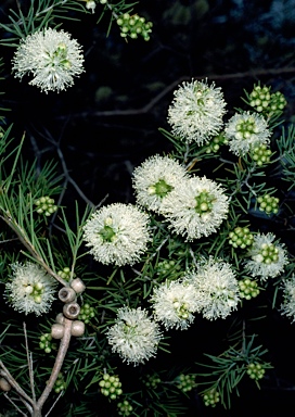 APII jpeg image of Melaleuca rhaphiophylla  © contact APII