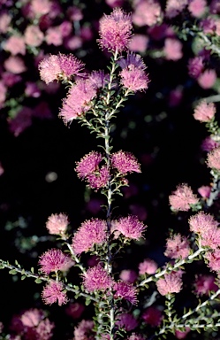 APII jpeg image of Melaleuca ryeae  © contact APII