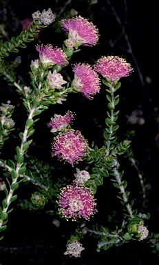 APII jpeg image of Melaleuca ryeae  © contact APII