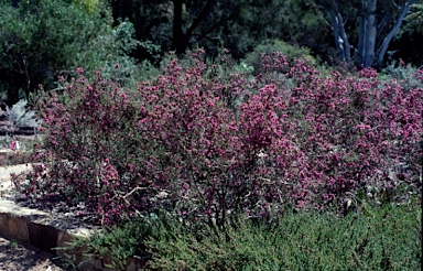 APII jpeg image of Melaleuca spathulata  © contact APII