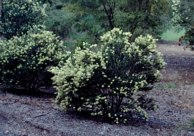 APII jpeg image of Melaleuca squarrosa  © contact APII