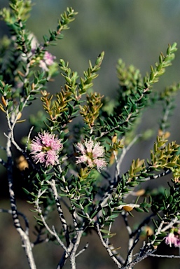 APII jpeg image of Melaleuca spicigera  © contact APII