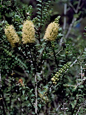 APII jpeg image of Melaleuca squarrosa  © contact APII