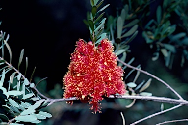 APII jpeg image of Melaleuca fulgens subsp. steedmanii  © contact APII