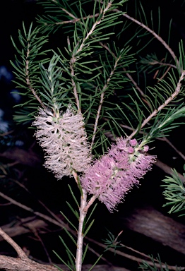 APII jpeg image of Melaleuca subfalcata  © contact APII