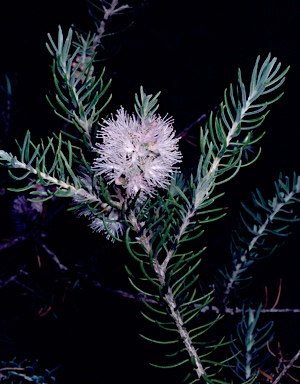 APII jpeg image of Melaleuca subfalcata  © contact APII