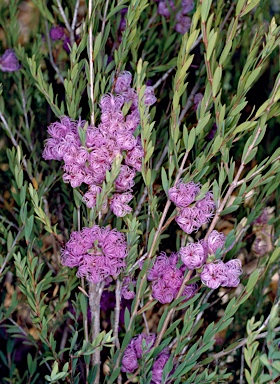 APII jpeg image of Melaleuca thymifolia  © contact APII